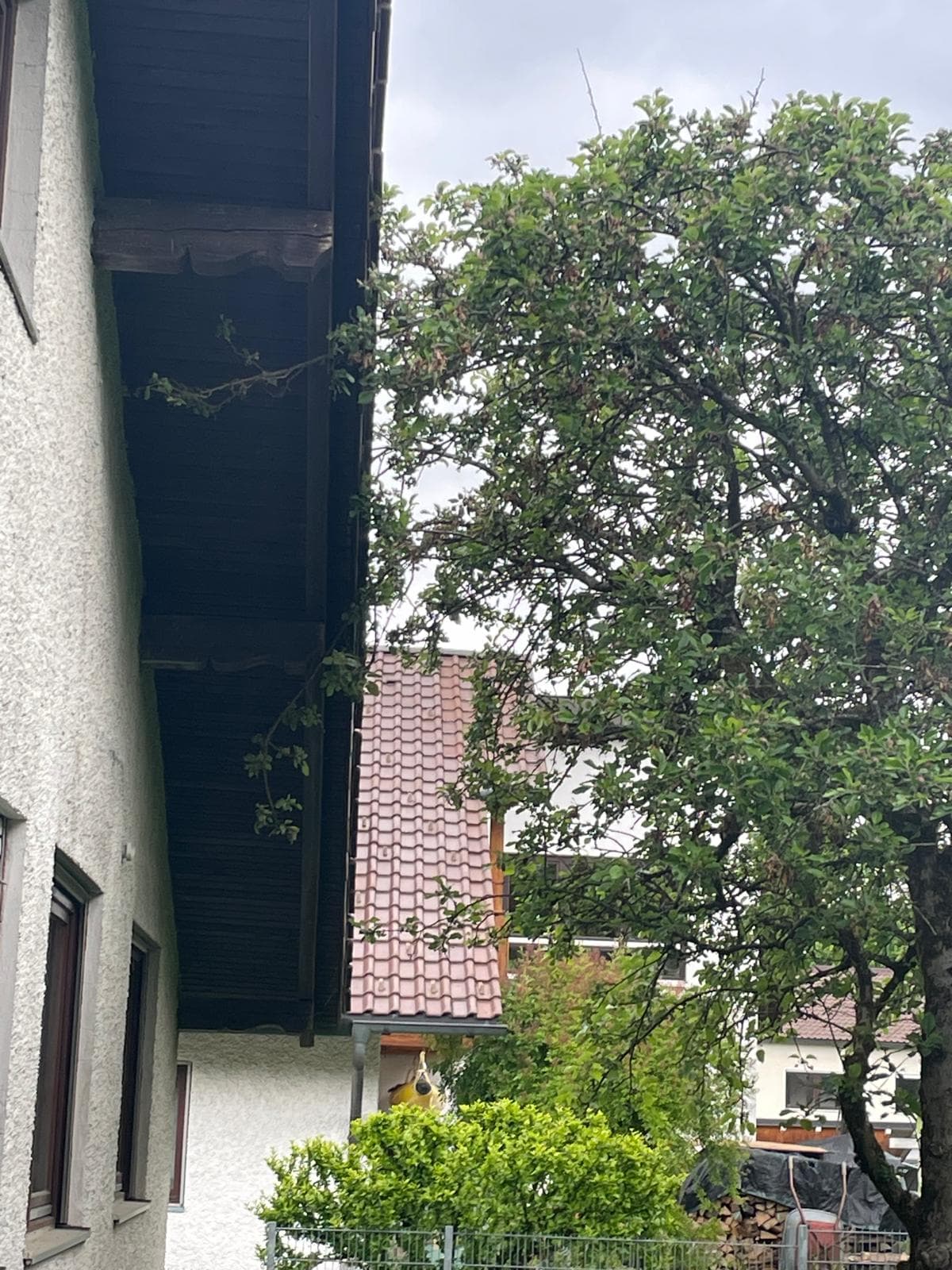 Baum berührt Hausdach vor dem Rückschnitt
