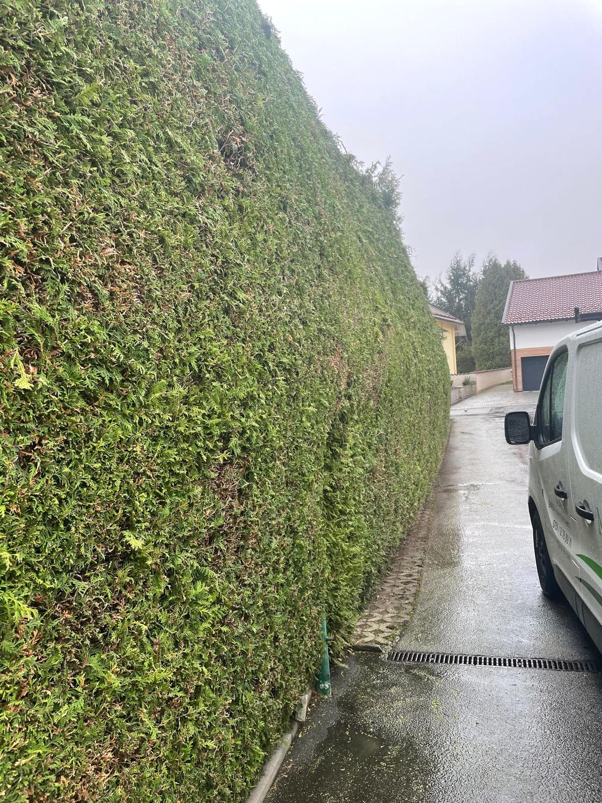 Hecke nach dem Schnitt